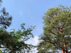 5月
